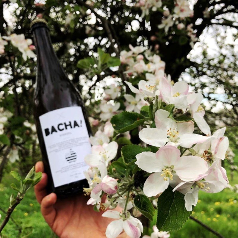 Bacha Cider and Most brewery from Czechia