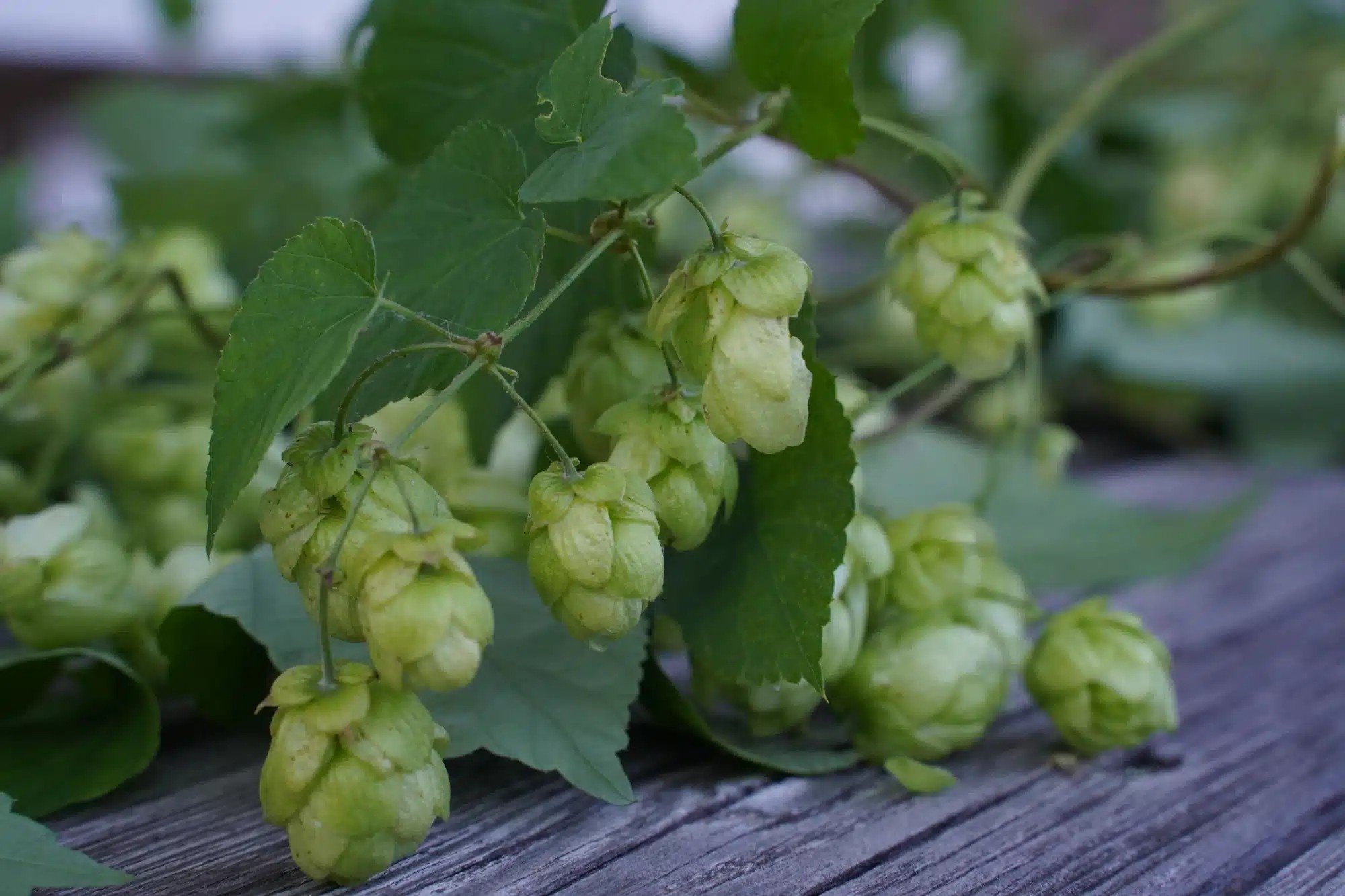 Natur Brauerei Almtal Brauerei aus Österreich