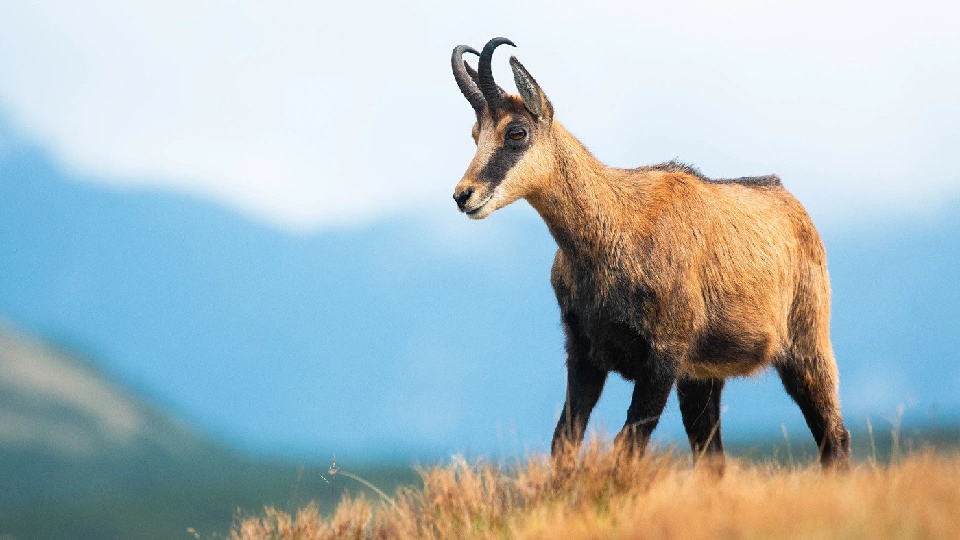 Oberbräu Brauerei aus Deutschland
