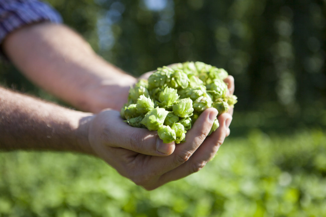 Hops: Made in Italy