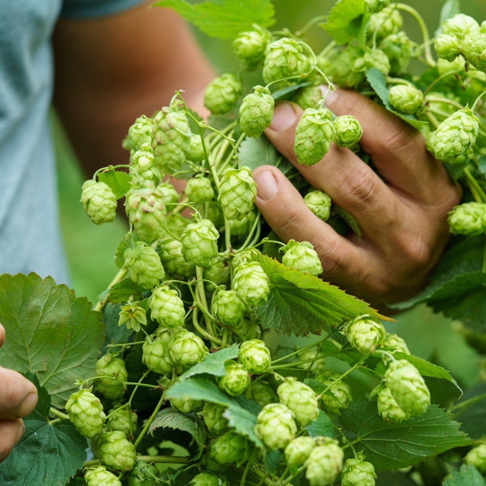 Reichenauer Inselbier Brauerei aus Deutschland
