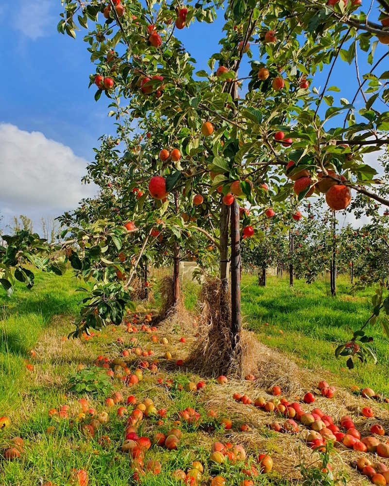 Mac Ivors Cider Co. Brauerei aus Vereinigtes Königreich