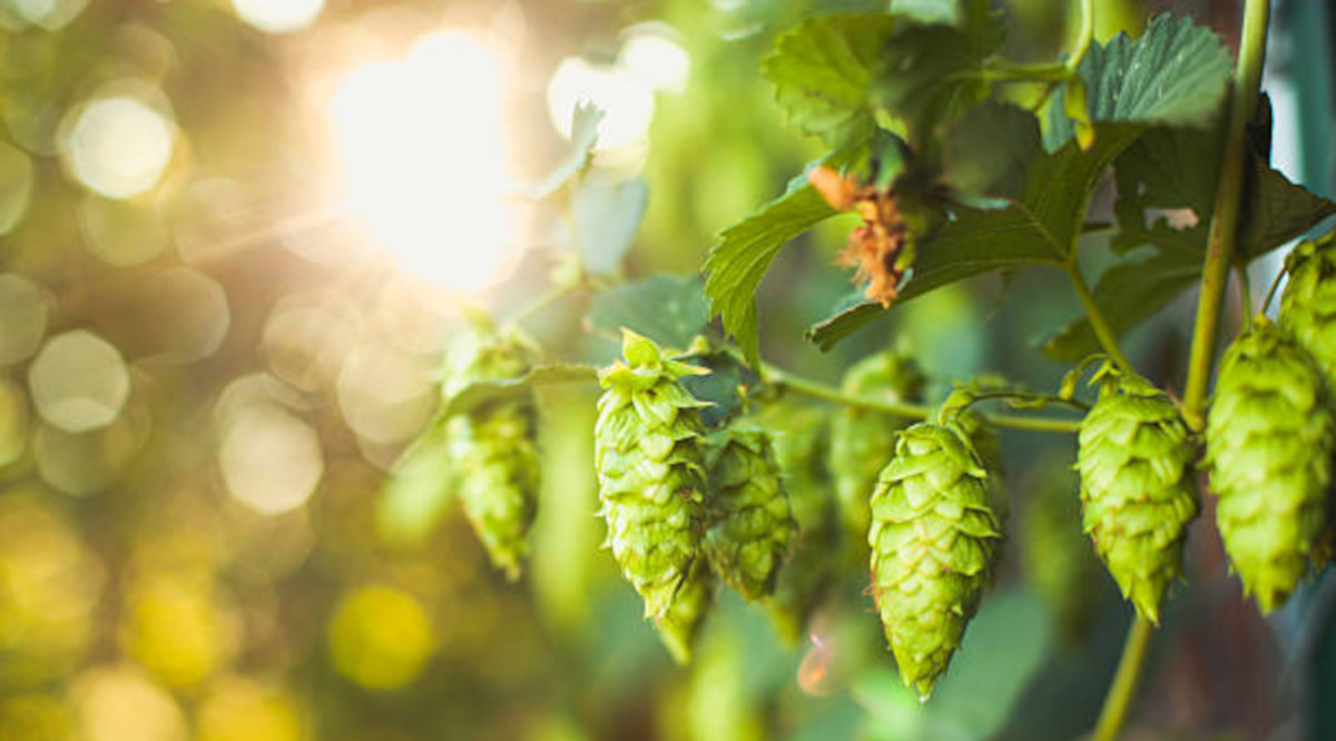 Will climate change cause beer shortages?